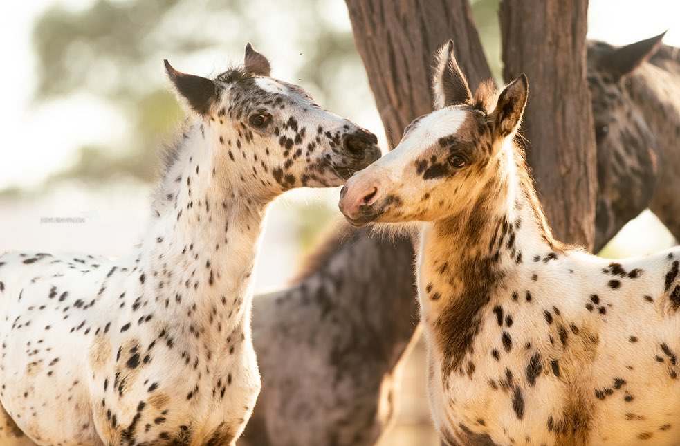 Joseph`s Dream Appaloosa Studs